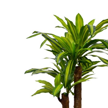 Διακοσμητικό φυτό Dracaena σε γλάστρα Inart πράσινο pp Υ110εκ
