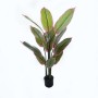 Διακοσμητικό φυτό σε γλάστρα Calathea Inart πράσινο Φ68x120εκ