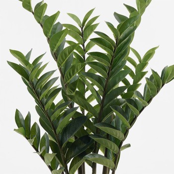 Διακοσμητικό φυτό σε γλάστρα Zamia Inart πράσινο Φ52x88εκ