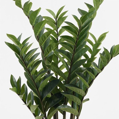 Διακοσμητικό φυτό σε γλάστρα Zamia Inart πράσινο Φ52x88εκ